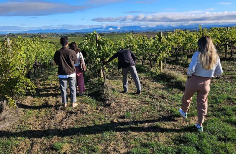 Winery Tour with Wine & Food Tasting in Montepulciano - A Closer Look at the Tour Experience