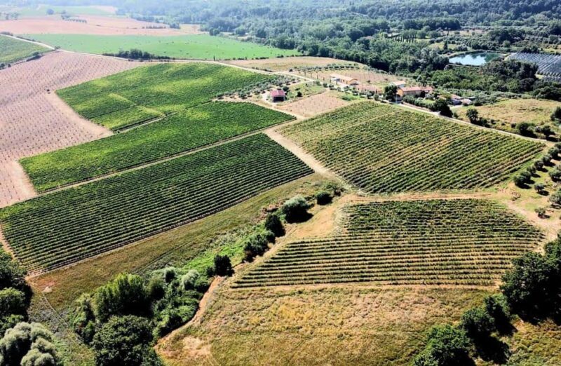 Winery Tour with Wine & Food Tasting in Montepulciano - Is This Tour Right for You?