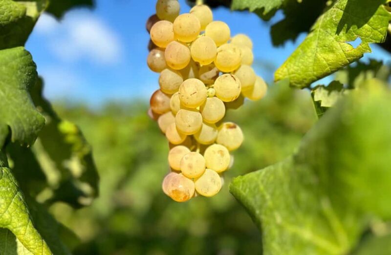 Winery & Vineyard Tour with Wine Tasting & Food in Albenga - A Closer Look at the Winery & Vineyard Tour in Albenga