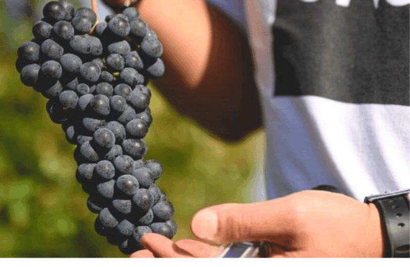 Winery Visit on Parma Hills & Wine Tasting with Food Platter - Key Points