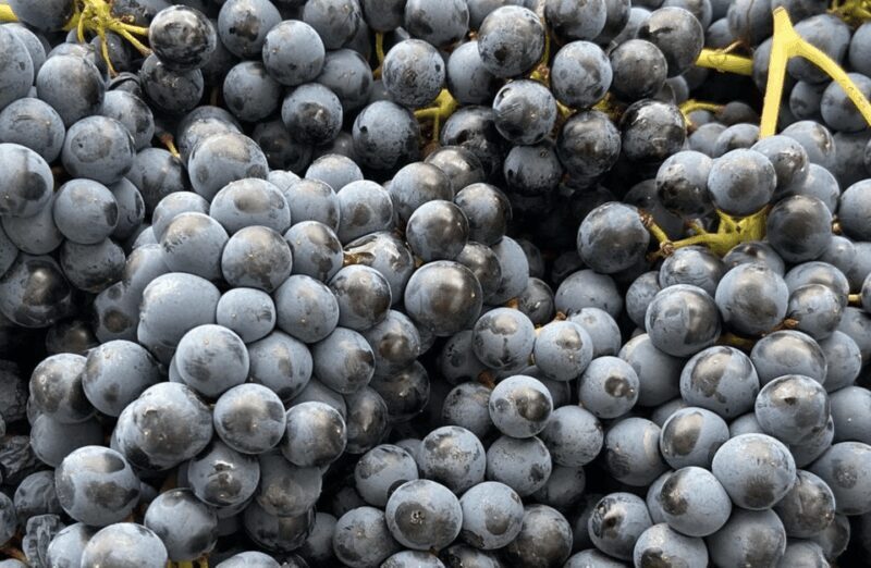 Winery Visit on Parma Hills & Wine Tasting with Food Platter - The Tasting Experience: Sipping and Savoring