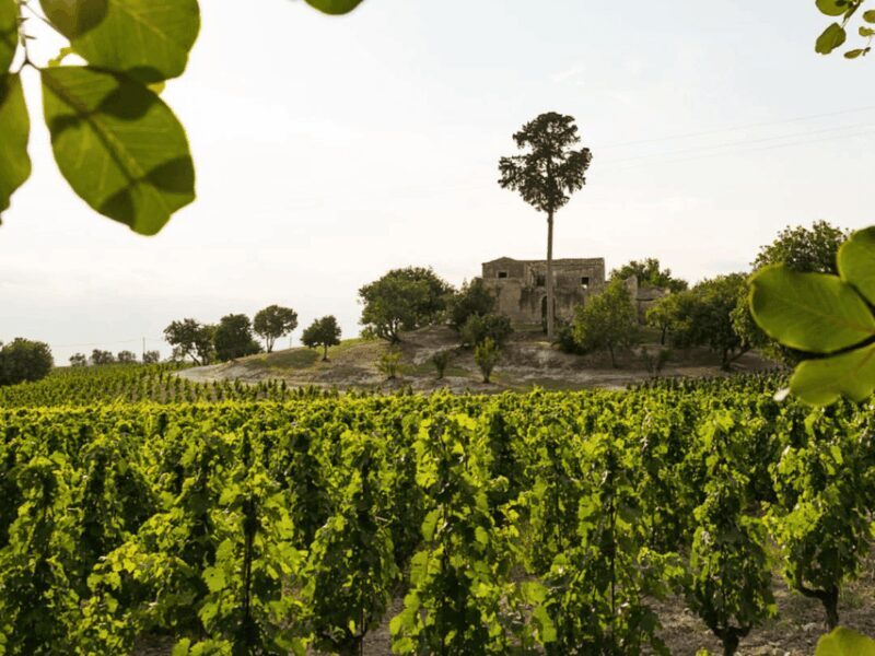 Winery Visit & Tasting near Grosseto with 6 wines - Key Points