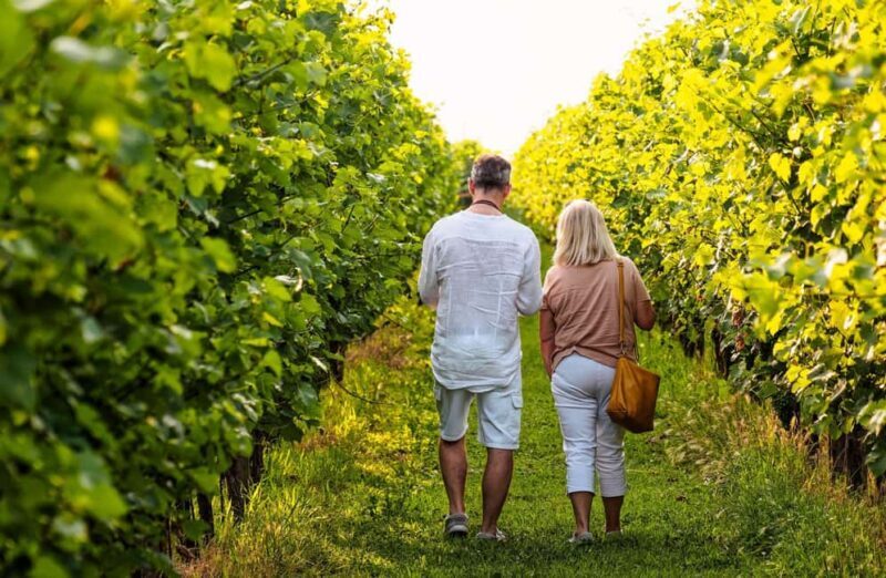 Winery Visit with Wine & Food Tasting near Ravenna - An honest look at the winery visit near Ravenna