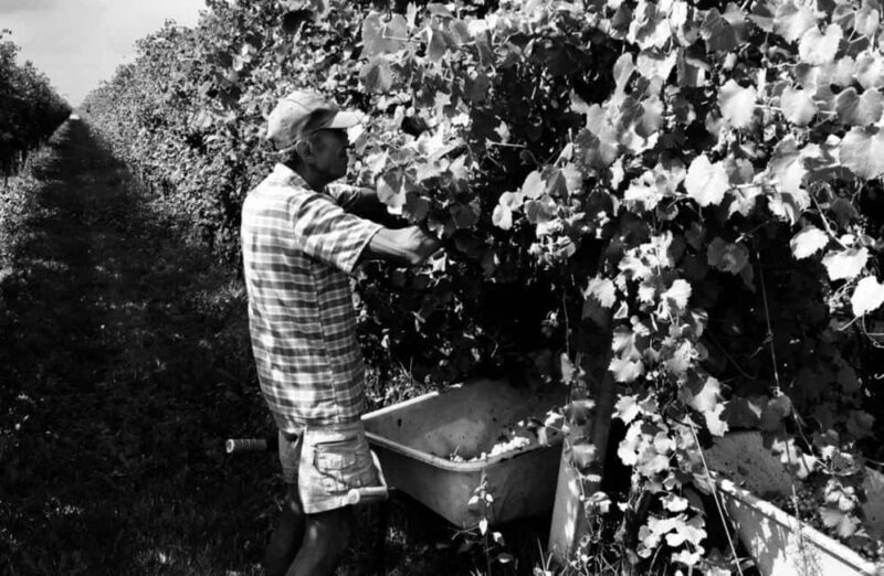 Winery Visit with Wine & Food Tasting near Ravenna - FAQ