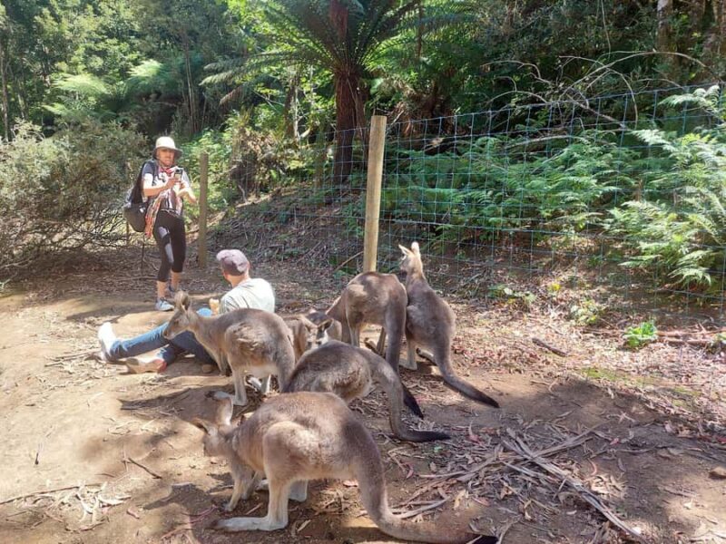 Wings Wildlife Park Burnie Shore Excursion - What’s the Perfect Audience for This Tour?
