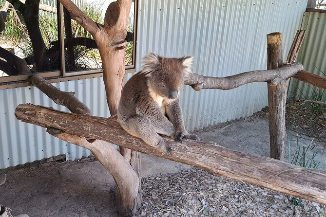 Wings Wildlife Park Shuttle, Burnie Shore Excursion - Who Is This Tour Best For?