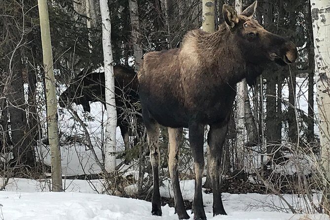 Winter - Anchorage All Around City Tour - Key Points