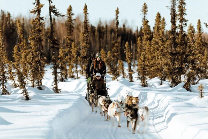 Winter Dog Sled Tour: Day or Night. - What to Expect from the Alaska Dog Sled Tour