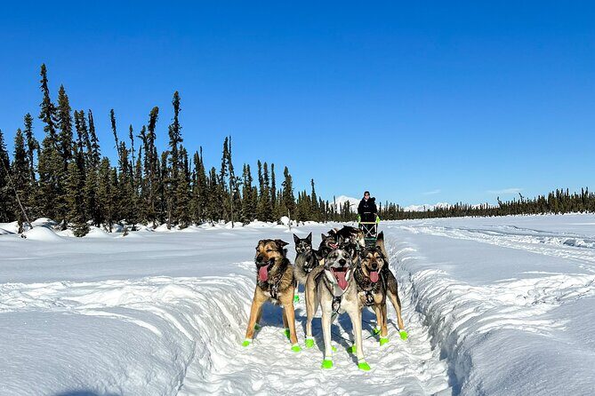 Winter Dog Sled Tour: Day or Night. - How the Experience Feels in Practice