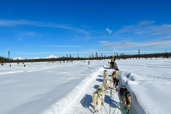 Winter Dog Sled Tour: Day or Night. - Final Thoughts: Is This Tour Right for You?