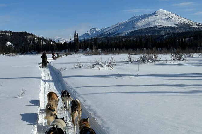 Winter Dog Sledding in Fairbanks - Winter Dog Sledding in Fairbanks: An Honest Look at a Unique Arctic Adventure