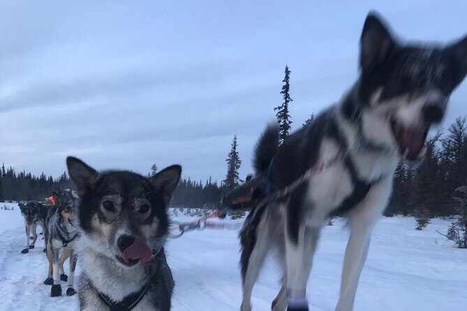 Winter Dog Sledding in Fairbanks - What to Expect from the Fairbanks Winter Dog Sledding Tour