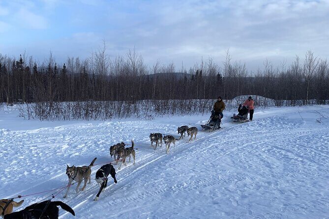 Winter Dog Sledding in Fairbanks - The End of the Journey: Warmth and Reflection