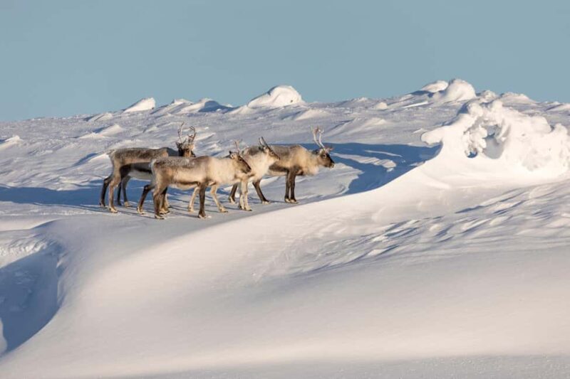 Winter Snowshoeing in the Finnish Wilderness - Who Is This Tour Best For?