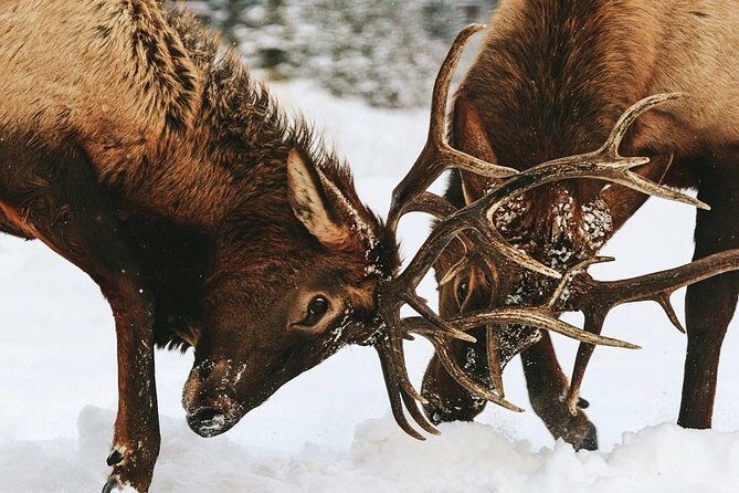 Winter Wildlife Discovery Tour - Wildlife Sightings and Scenic Views