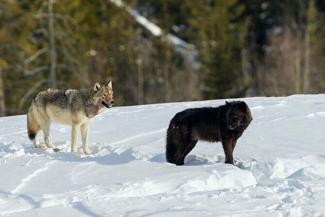 Winter Wildlife Safari in Yellowstone National Park - Exploring Yellowstone in Winter: What to Expect