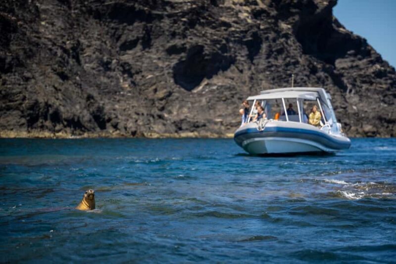 Wirrina Cove: Coastal Sightseeing Boat Tour with Seal Colony - FAQ