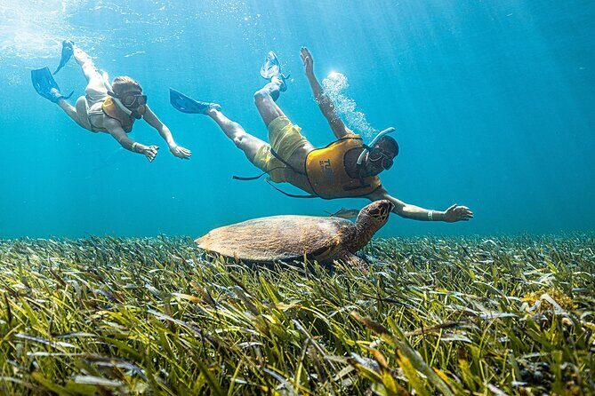 With Turtles, Shipwreck, Cenote, and Reef and Transport Included - Who Should Consider This Tour?
