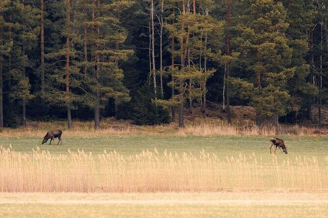 Wolf and Wildlife Tracking in Sweden - What You Can Expect from the Tour