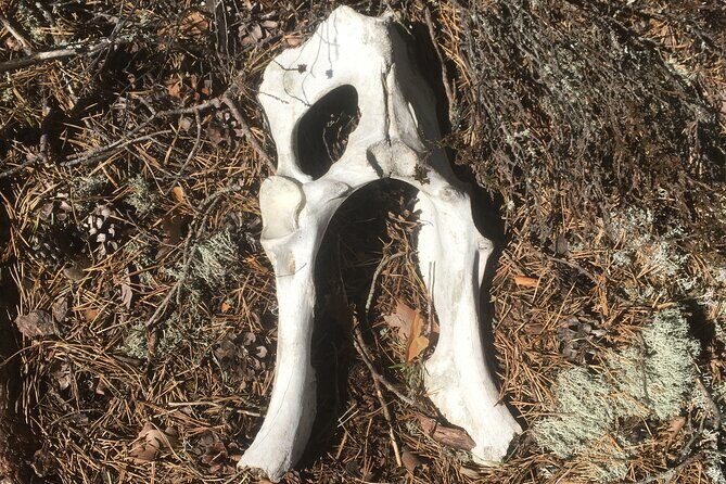 Wolf and Wildlife Tracking in Sweden - The Sum Up