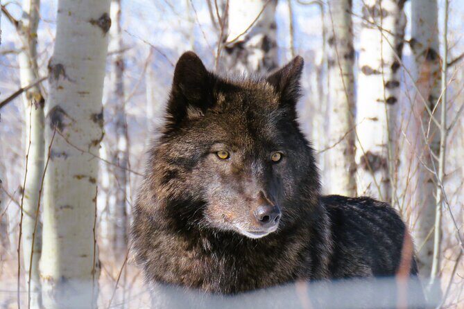 Wolfdog Sanctuary and Banff Day Trip - What Do Real Travelers Say?