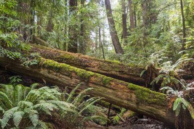 Women Only 5 day California Vineyards, Waves and Wine Tour - Day 4: Towering Redwoods at Armstrong Redwoods State Natural Reserve