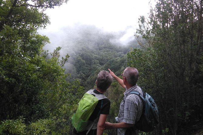 Wonderful hike through the Magic Forest of Tenerife - Key Points