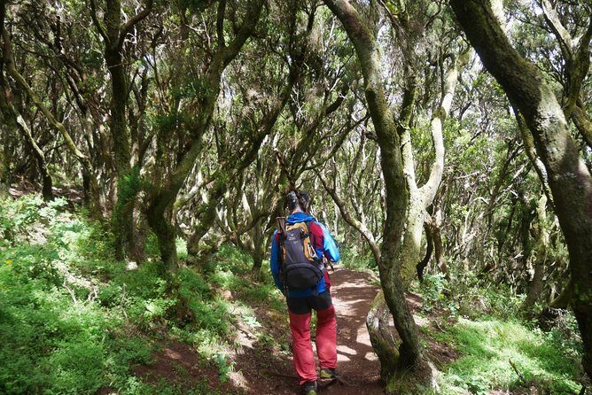 Wonderful hike through the Magic Forest of Tenerife - The Real Value for Nature Lovers and Curious Travelers