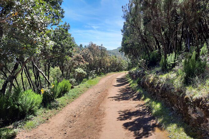 Wonderful hike through the Magic Forest of Tenerife - Who Should Consider This Tour?