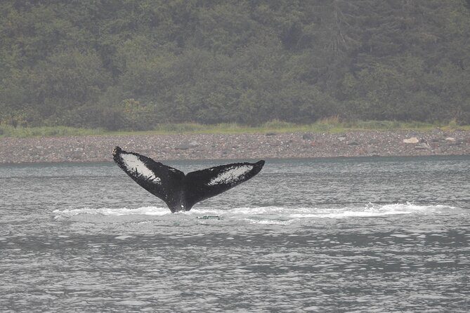 Wonderful Whales and Wildlife Tour - What to Expect on the Wonderful Whales and Wildlife Tour