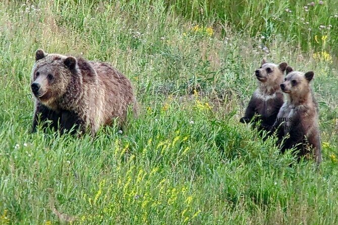Wonders of Yellowstone Lower Loop Private Tour with Lunch - Frequently Asked Questions