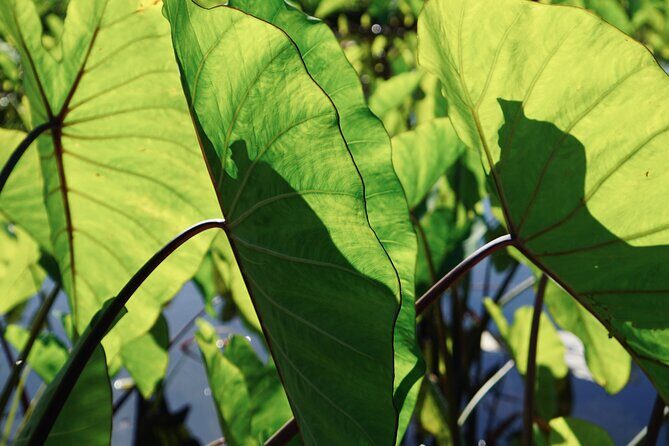 Work with Native Reforestation and Polynesian Agriculture in Maui - A Closer Look at the Work with Native Reforestation and Polynesian Agriculture in Maui