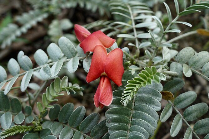 Work with Native Reforestation and Polynesian Agriculture in Maui - Key Points
