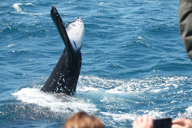 World class Whale Watching from Hervey Bay - The Experience for Different Travelers
