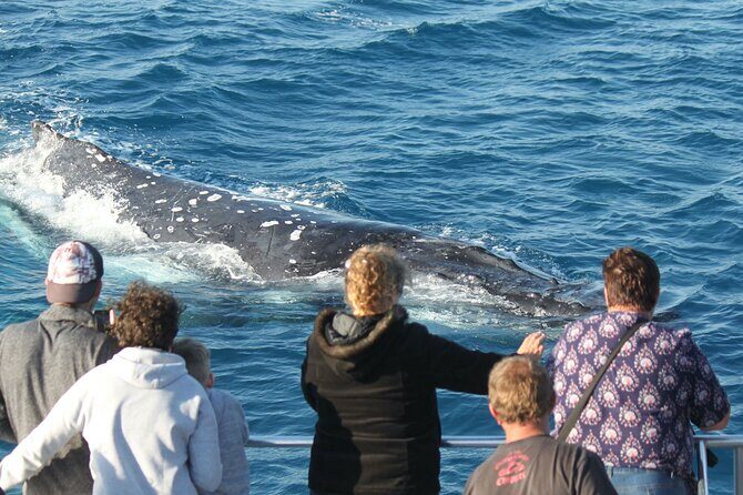 World class Whale Watching from Hervey Bay - FAQs