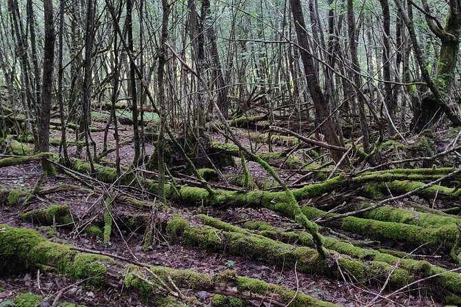 World War 1 Walk Through Trenches and Bunkers - What to Expect from the WWI Trenches and Bunkers Tour in Reims