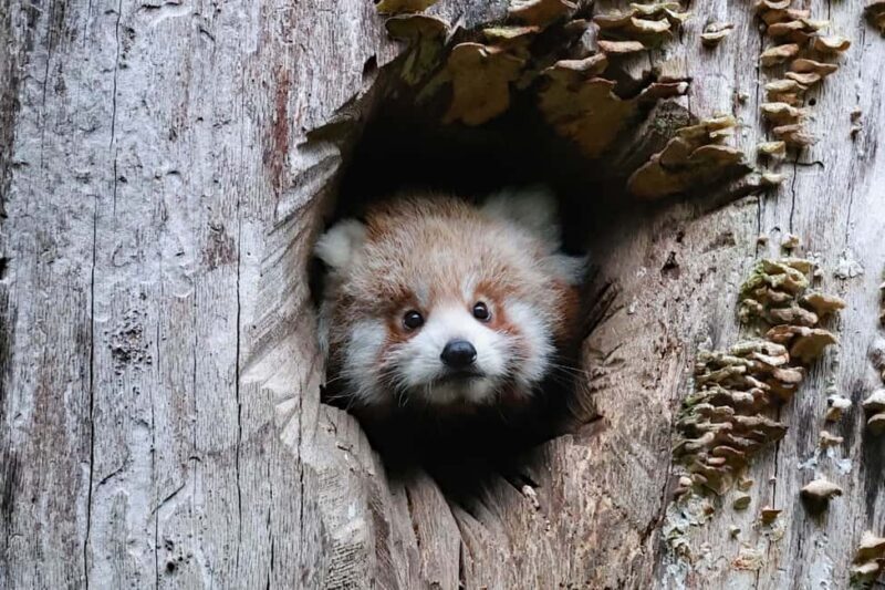 Wuppertal: Admission to the Green Zoo Wuppertal - Key Points