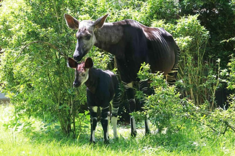 Wuppertal: Admission to the Green Zoo Wuppertal - A Deep Dive into the Green Zoo Wuppertal Experience
