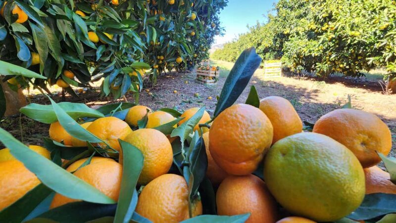 Xarrë: Mandarin Farming Tour with Traditional Cooking Lunch - Key Points