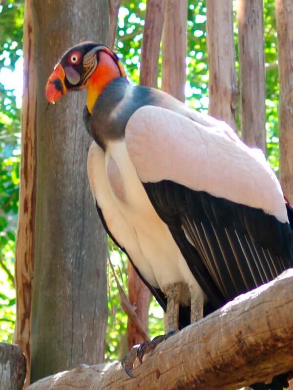 Xcaret Plus Ticket - Pricing and Value