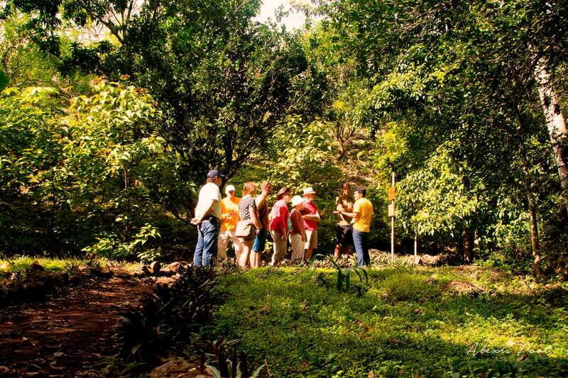 Xkopek, Mayan Bees Tour and Honey Tasting in Valladolid - A Closer Look at the Xkopek Mayan Bees Tour