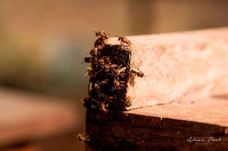 Xkopek, Mayan Bees Tour and Honey Tasting in Valladolid - Final Thoughts: Is It Worth It?