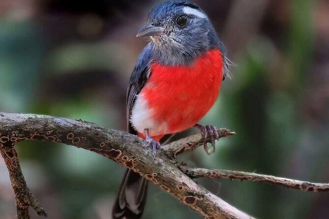 Xocen Birding - Final Thoughts