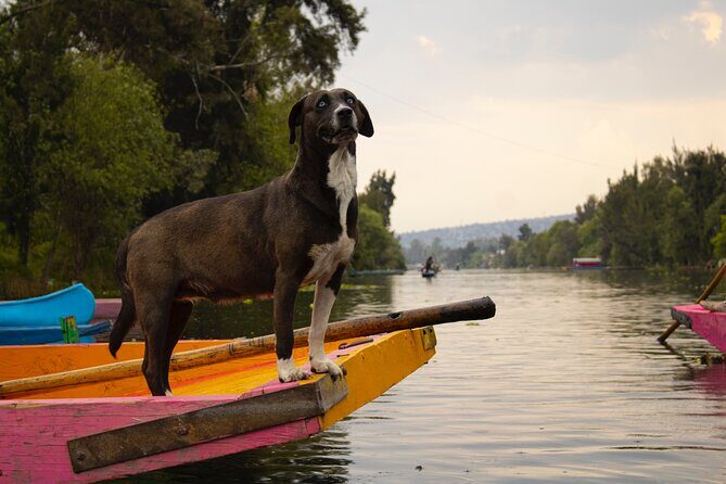 Xochimilco BOAT LIGHT PARTY WITH 1 DRINK AND 4 TAQUITOES + 18 - Final Thoughts