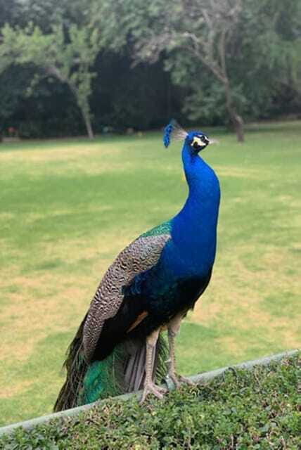 Xochimilco Canals and the Treasures of Coyoacán Tour - Practical Considerations and Tips