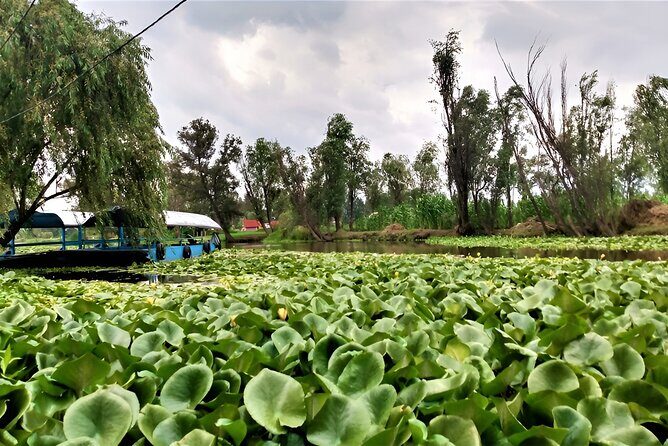 Xochimilco Day Trip Know a Farmland Food and Hop on a Trajinera - What to Expect from This Xochimilco Day Trip
