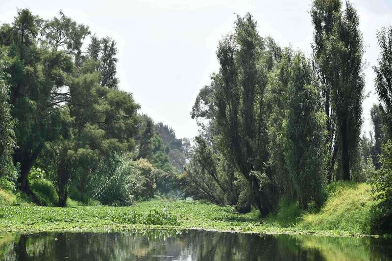 Xochimilco Serene: A Calm Cultural Escape from the Crowds - A Gentle Escape into Xochimilco’s Tranquil Waters