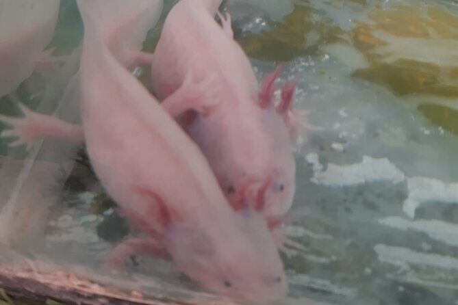 Xochimilco Tour - Who Will Love This Tour?