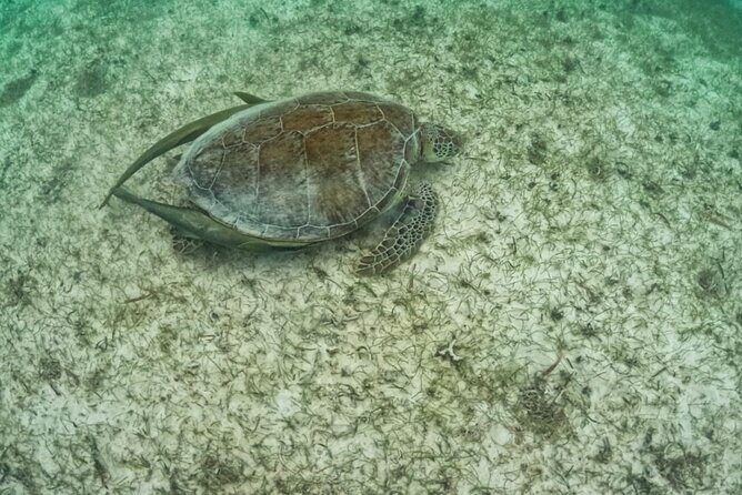 Yalku lagoon and turtles akumal sanctuary - Practical Details and Logistics