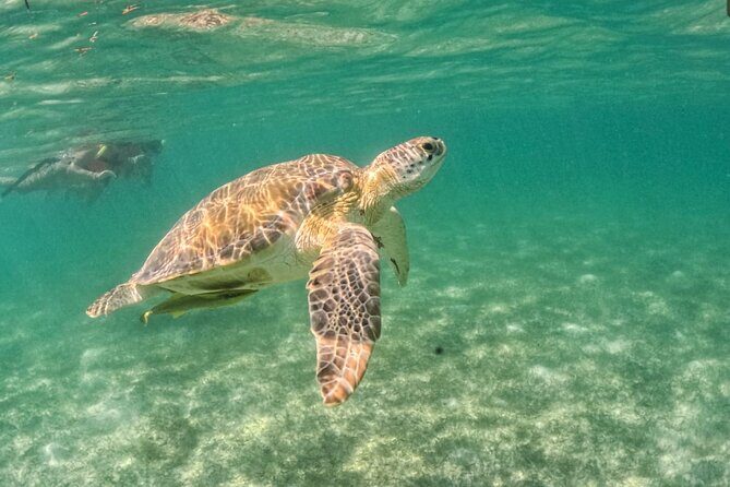 Yalku lagoon and turtles akumal sanctuary - The Review: Honest Insights